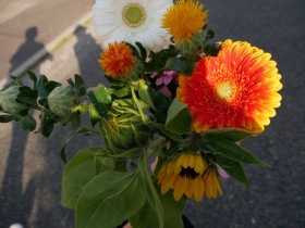作為禮物送給我的伽貝拉、べにばな、向日葵