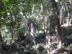 莊嚴的“山之神”森林之一